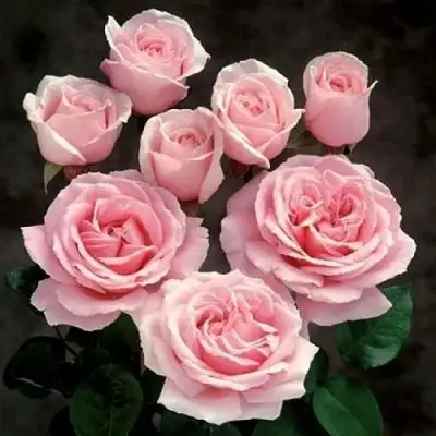 Роза ФРЕДЕРИК МИСТРАЛЬ чайно-гибридная в Фаниполе