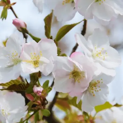 Вишня ОКАМЕ в Фаниполе