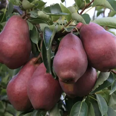 Груша РЕД ВИЛЬЯМС в Фаниполе