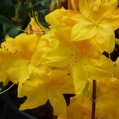 Азалия ЛИМЕТТА листопадная в Фаниполе