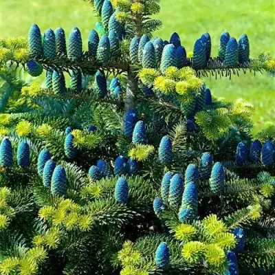 Пихта корейская  в Фаниполе