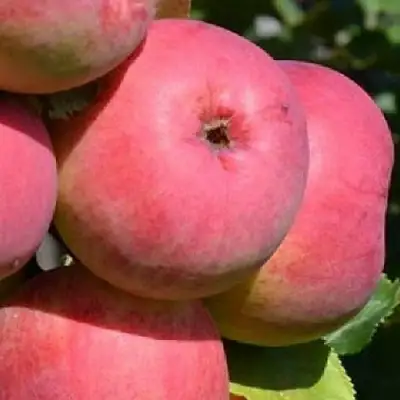 Яблоня ВЭМ-РОЗОВЫЙ в Фаниполе