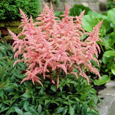 Астильба БРЕССИНГЕМ БЬЮТИ Арендса в Фаниполе