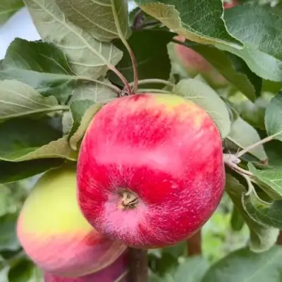 Яблоня АРБАТ колонновидная в Фаниполе