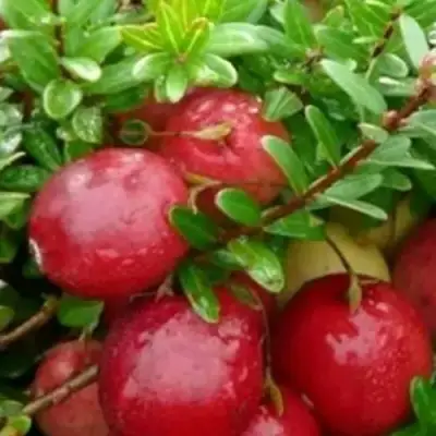 Клюква ХОЛЬШТАЙН в Фаниполе