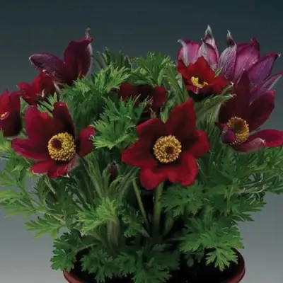 Прострел ПИНВИЛ РЕД ШЕЙДЕС в Фаниполе