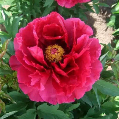 Пион КРАСНЫЙ ГИГАНТ древовидный в Фаниполе