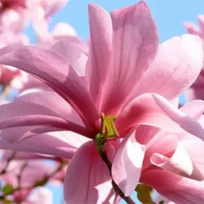 Магнолия ГАЛАКСИ в Фаниполе