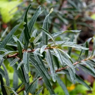 Облепиха АДАМ (МУЖСКАЯ) в Фаниполе