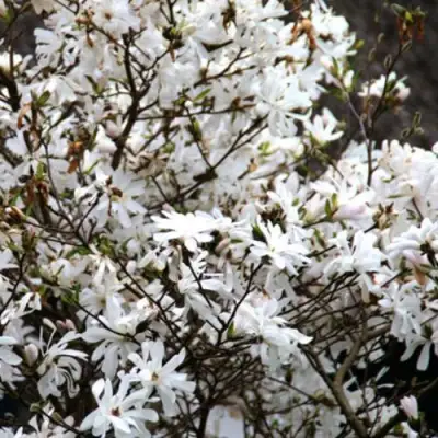 Магнолия СТЕЛЛАТА в Фаниполе