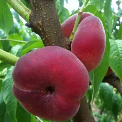 Персик АЛЕКС ИНЖИРНЫЙ в Фаниполе