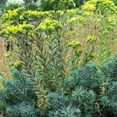 Очиток (седум) отогнутый в Фаниполе