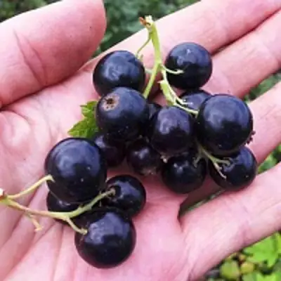 Смородина чёрная ГЕРКУЛЕС в Фаниполе