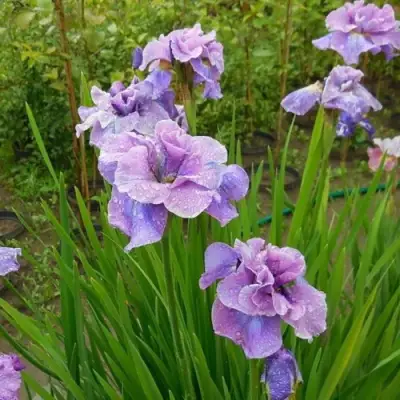 Ирис ХЭВИНГ ФАН сибирский в Фаниполе