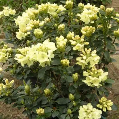 Рододендрон ГОЛДКРОН в Фаниполе