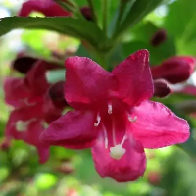 Вейгела БРИСТОЛЬ РУБИ в Фаниполе