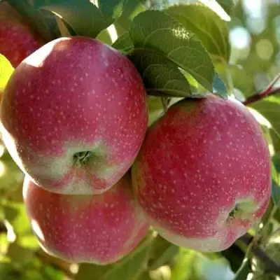 Яблоня АЛЬВА в Фаниполе