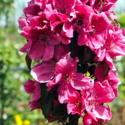 Яблоня МАЛИНОВОЕ ОЖЕРЕЛЬЕ колонновидная в Фаниполе