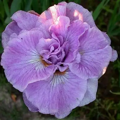 Ирис ИМПЕРИАЛ ОПАЛ сибирский в Фаниполе