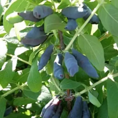 Жимолость съедобная НИМФА (ГАММА) в Фаниполе