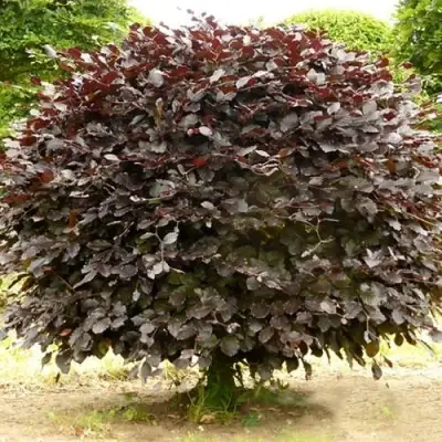 Бук лесной АТРОПУНИЦЕА в Фаниполе