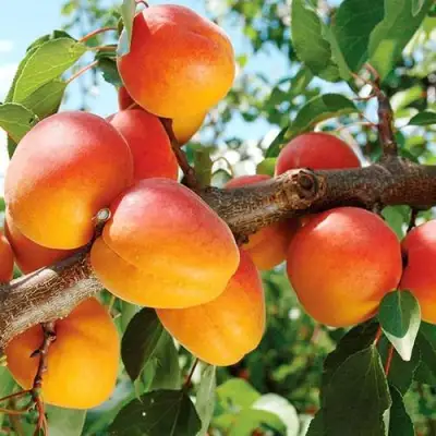 Абрикос ТРИУМФ СЕВЕРНЫЙ в Фаниполе