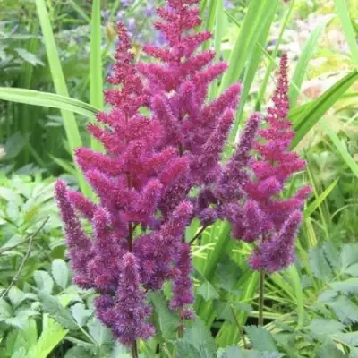 Астильба КАРАОКЕ ПАРТИ китайская в Фаниполе