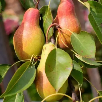 Груша РУССКАЯ КРАСАВИЦА (КРАСАВИЦА ЧЕРНЕНКО) в Фаниполе