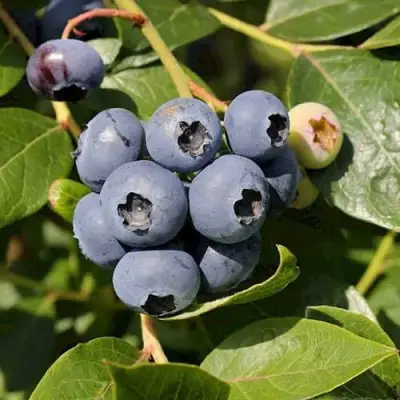 Голубика ШАНТЕКЛЕР в Фаниполе