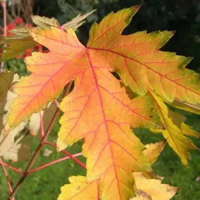 Клен серебристый в Фаниполе