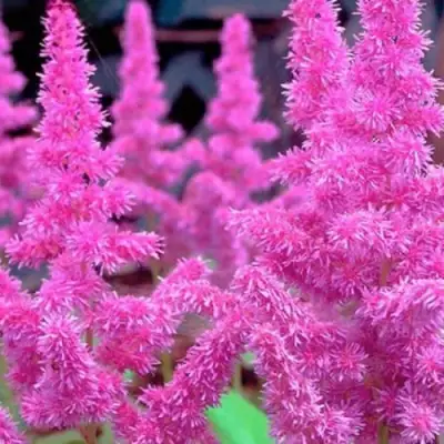 Астильба АМЕТИСТ Арендса в Фаниполе