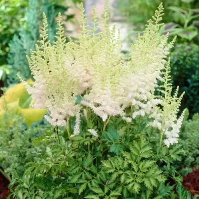 Астильба МИЛК ЭНД ХАНИ китайская в Фаниполе