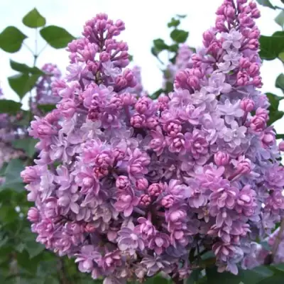 Сирень КОЛХОЗНИЦА в Фаниполе