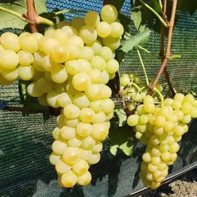 Виноград КИШМИШ ЗОЛОТЦЕ в Фаниполе
