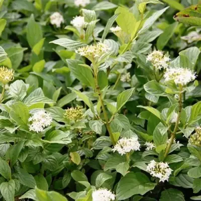 Дерен ФЛАВИРАМЕА отпрысковый в Фаниполе