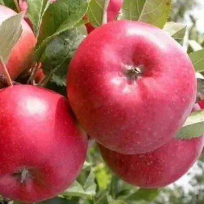 Яблоня ПОСПЕХ в Фаниполе