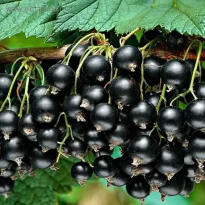 Смородина черная БЕН КОНАН в Фаниполе