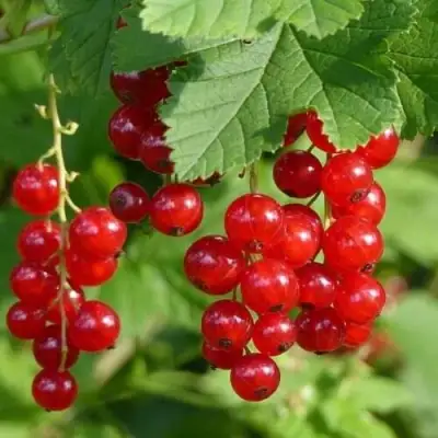 Смородина красная РОНДОМ в Фаниполе