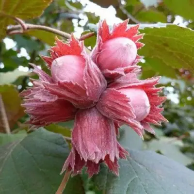 Фундук СКАРЛЕТТ в Фаниполе