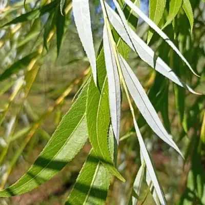 Ива ВИТЕЛЛИНА белая  в Фаниполе