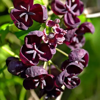 Акебия ПЯТЁРНАЯ  в Фаниполе