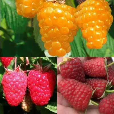 Комплект ЗОЛОТАЯ МАЛИНА в Фаниполе