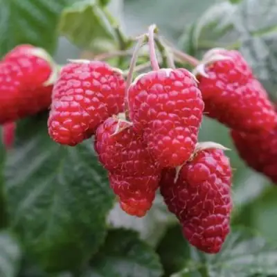 Малина МАРОСЕЙКА в Фаниполе