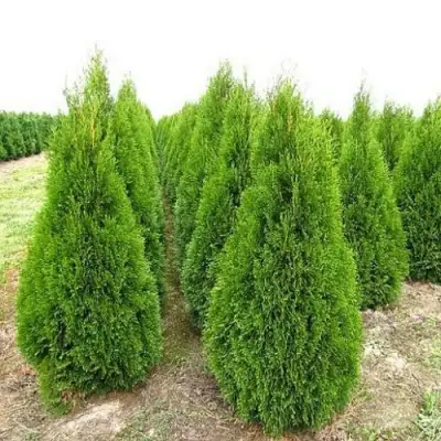 Туя СМАРАГД западная в Фаниполе
