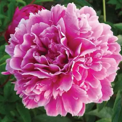 Пион ПУРПУРНАЯ ФЕЕРИЯ травянистый в Фаниполе