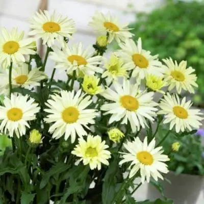 Нивяник БРОДВЕЙ ЛАЙТС великолепный в Фаниполе