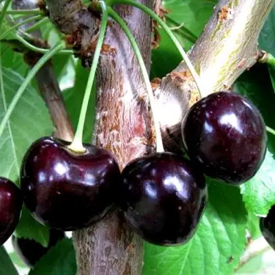 Вишня ШОКОЛАДНИЦА в Фаниполе