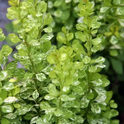 Барбарис ПАУ ВАУ тунберга в Фаниполе