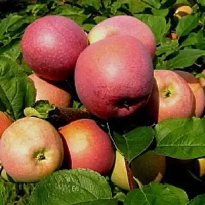 Яблоня СЛАВА ПОБЕДИТЕЛЯМ в Фаниполе