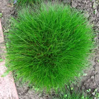 Овсяница ГОТЬЕ в Фаниполе